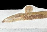 Lower Turonian Fossil Fish - Goulmima, Morocco #76410-4